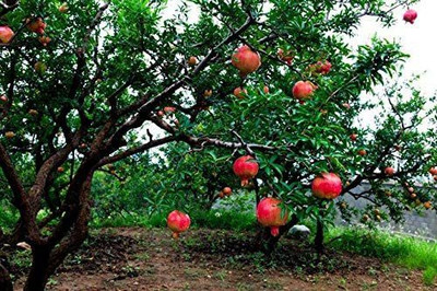 CYBEXIS XL-29 - Fruit Plant Pomagranate (Anar) - (90 Seeds) Seed(90 per packet)