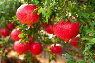 CYBEXIS NDIR-34 - Rare Turkey Giant Pomegranate - (270 Seeds) Seed(270 per packet)