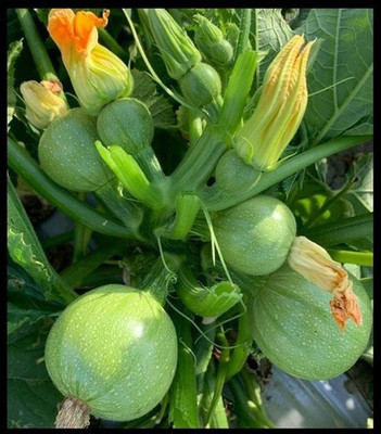 Japura Chapan Kadu Seed(30 per packet)