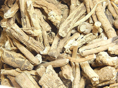 Xetomos NISHOTH SAFED NISHOD WHITE TURBAD 100g seeds Seed(1 per packet)