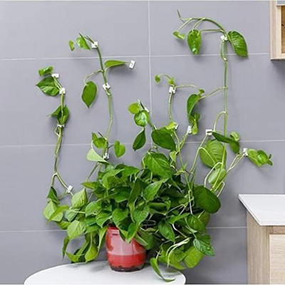 CRAZYGOL Fixing Clip Self-Fixture Wall Sticky Hook Plant Clip Plant Pack Of 30pcs Plant Straightener(Pack of 30)
