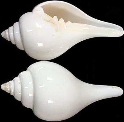 Xetomos White Conch Shell Natural Shankh seeds Seed(1 per packet)