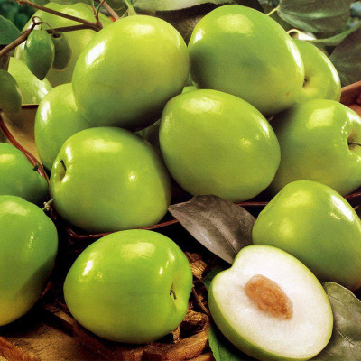 Cloud Farm Ber Apple Plant(Hybrid, Pack of 1)