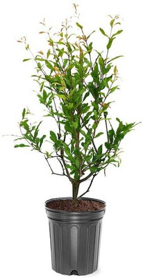 BALA PLANT CREATION Pomegranate Plant(Hybrid, Pack of 1)