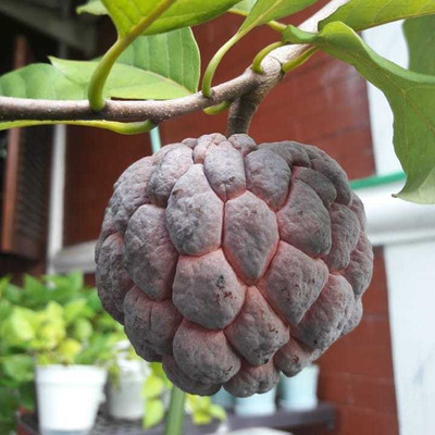 Aquinnah Graden Aloo Bukhara/Plum Plant(Hybrid, Pack of 1)