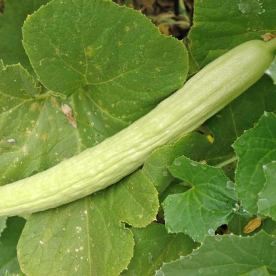 GOROOT Long Melon/Kakri Seeds-SD-500-Z1 Seed(500 per packet)