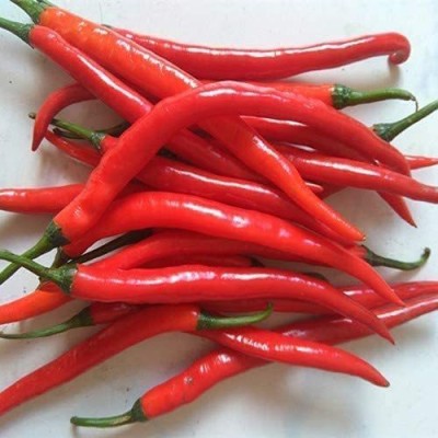 MKR Enterprises Chilli Seed(170 per packet)