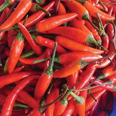 VibeX NDIR-17 - Botanical Name: Capsicum frutescens 'Tabasco' Chilli - (1350 Seeds) Seed(1350 per packet)