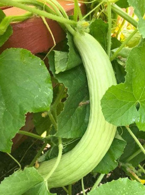 GOROOT Long Melon/Kakri Seeds-SD-120-5T Seed(120 per packet)