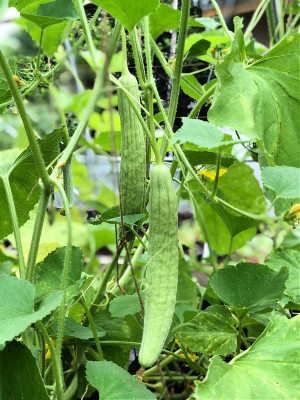 Farmonix LONG MELON SEEDS-SD-80-V4 Seed(80 per packet)