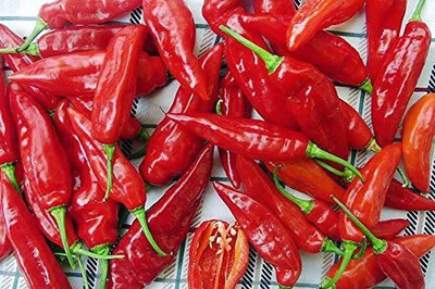 CYBEXIS PUAS-60 - Thai Red Super Hot Chilli - (1350 Seeds) Seed(1350 per packet)