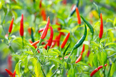 MKR Enterprises Chilli Seed(310 per packet)