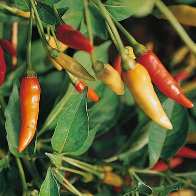 VibeX ATS-16 - Capsicum frutescens 'Tabasco' Chilli - (1350 Seeds) Seed(1350 per packet)