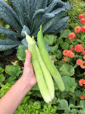 Farmonix ARMENIAN YARD-LONG CUCUMBER SEEDS - HEIRLOOM-SD-150-N6 Seed(150 per packet)