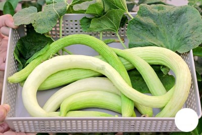 GOROOT Armenian Cucumber Long Melon Seeds-SD-500-M8 Seed(500 per packet)