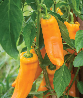 MKR Enterprises Chilli Seed(310 per packet)