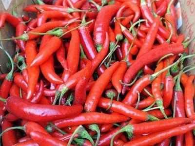 CYBEXIS GBPUT-95 - Thai Red Super Hot Chilli - (150 Seeds) Seed(150 per packet)