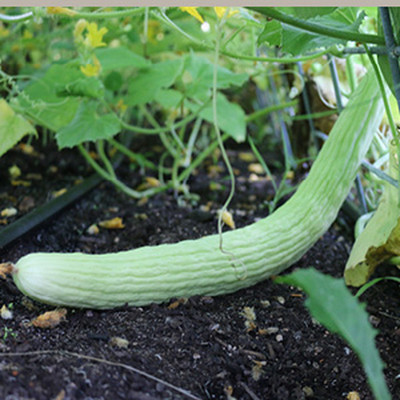 GOROOT Armenian Long Cucumber / Snake Cucumber-SD-80-N6 Seed(80 per packet)
