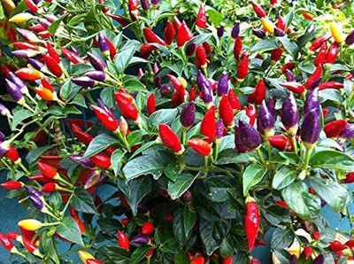 VibeX ® VXI-615 Exotic Seed Mix Masquerade Multicolor Seeds Seed(200 per packet)