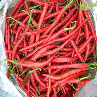 MKR Enterprises Chilli Seed(150 per packet)
