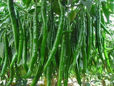 MKR Enterprises Chilli Seed(170 per packet)
