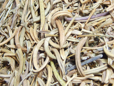 Xetomos Nakhoona Trifolium Indicum Nakhuna 100gm Seed(1 per packet)