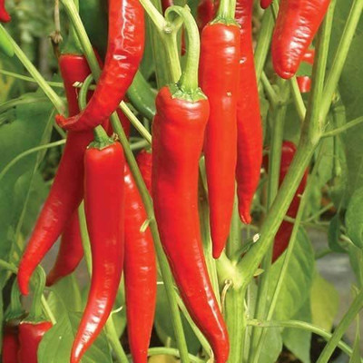 MKR Enterprises Mirch Seed(60 per packet)
