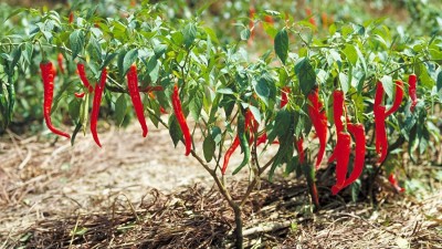 VibeX LXI-5 - Pepper Fire Hot Long Red Chilli - (450 Seeds) Seed(450 per packet)