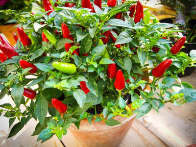 CYBEXIS XLL-18 - Capsicum frutescens 'Tabasco' Chilli - (1350 Seeds) Seed(1350 per packet)
