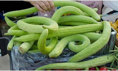 Farmonix Cucumber Armenian, Yardlong Cucumber, Snake Melon-SD-200-B6 Seed(200 per packet)