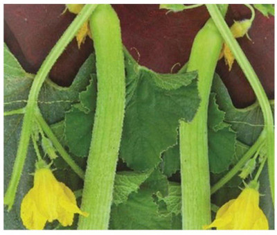 GOROOT Long Cucumber Seeds-SD-80-2W Seed(80 per packet)