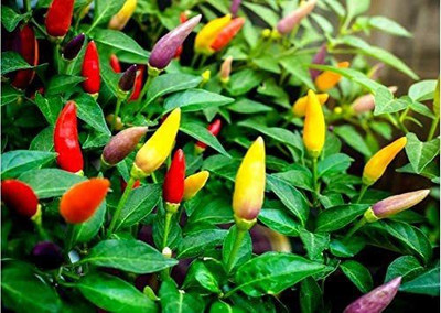 MKR Enterprises Chilli Seed(310 per packet)