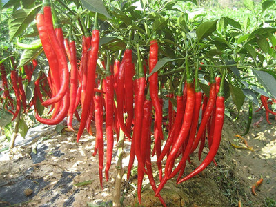 MKR Enterprises Mirch Seed(660 per packet)