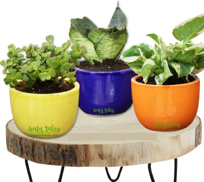Leafy Tales Plant Container Set(Pack of 3, Ceramic)