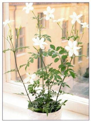 AquinnahGaden Jasmine Plant(Hybrid, Pack of 1)