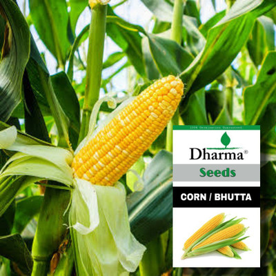 Dharma Corn, Bhutta, Makka Seed(100 per packet)