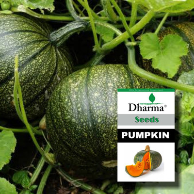 Dharma Pumpkin Seed(20 per packet)