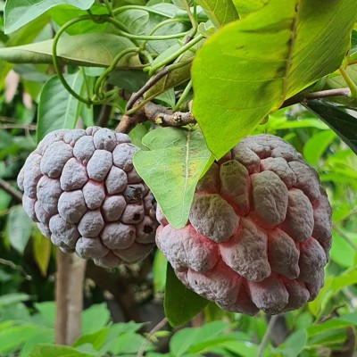 Platone Custard Apple Plant(Hybrid, Pack of 1)