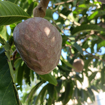 Mohomaya Custard Apple Plant(Hybrid, Pack of 1)