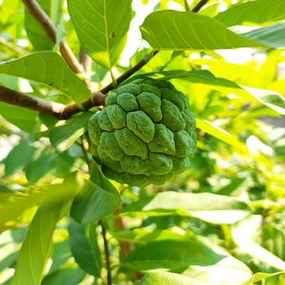 Platone Custard Apple Plant(Hybrid, Pack of 1)