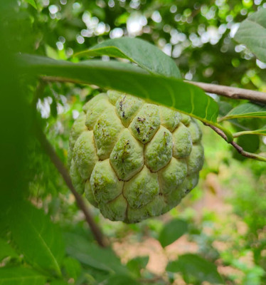 Mohomaya Custard Apple Plant(Hybrid, Pack of 1)