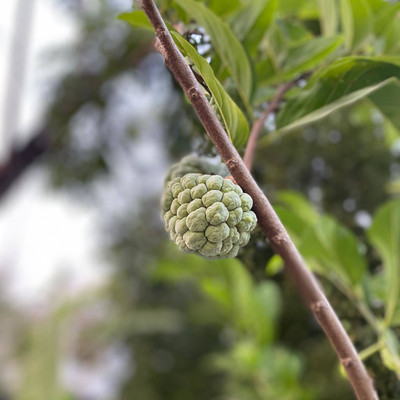 KUNUBON Custard Apple Plant(Hybrid, Pack of 1)