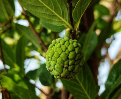 Platone Custard Apple Plant(Hybrid, Pack of 1)