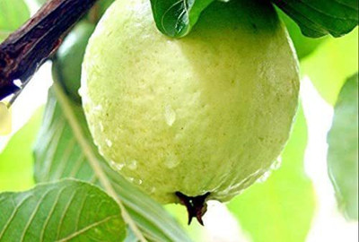 KANAYA Guava Hybrid Seed(35 per packet)