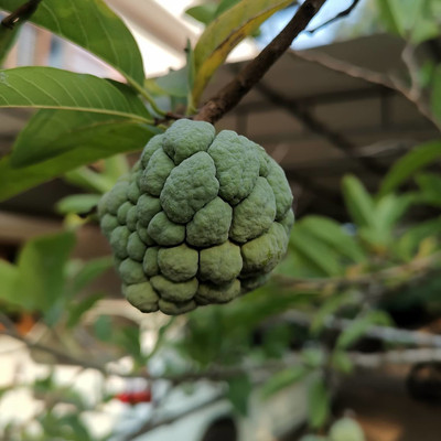 Mohomaya Custard Apple Plant(Hybrid, Pack of 1)