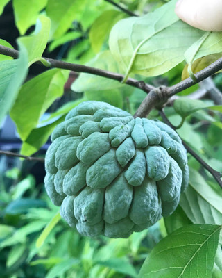Mohomaya Custard Apple Plant(Hybrid, Pack of 1)