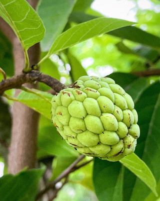 Platone Custard Apple Plant(Hybrid, Pack of 1)