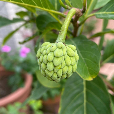 Ukanda Custard Apple Plant(Hybrid, Pack of 1)