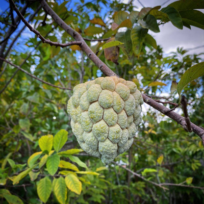 Platone Custard Apple Plant(Hybrid, Pack of 1)