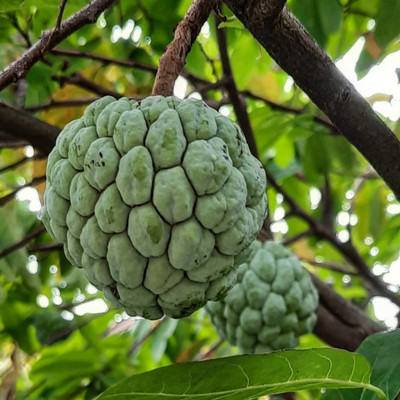Mohomaya Custard Apple Plant(Hybrid, Pack of 1)